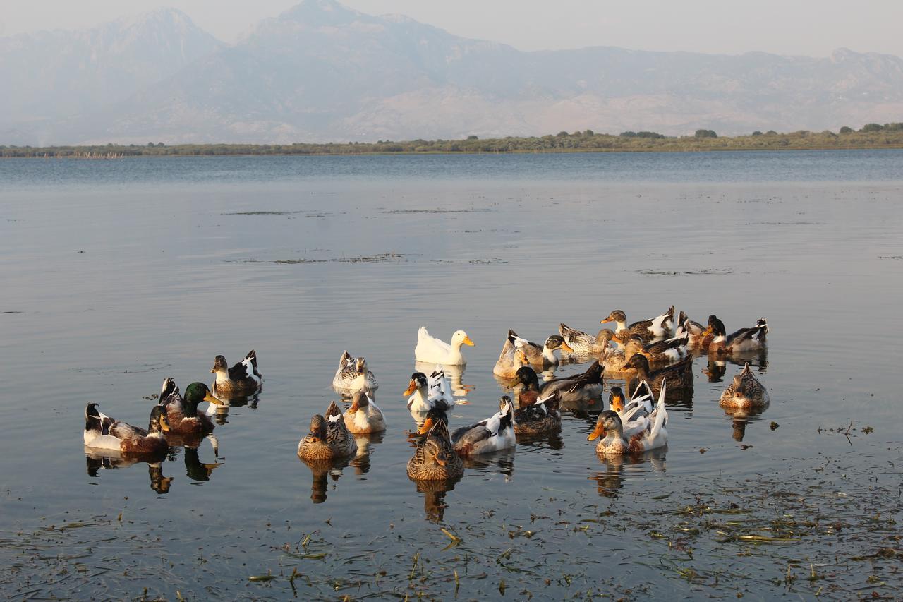 Hotel Shkodra Lake Široka Esterno foto